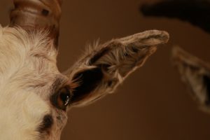 IMG-20210131-WA0060