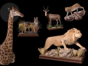 taxidermy-gallery-10