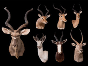 taxidermy-gallery-12