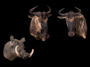 taxidermy-gallery-13