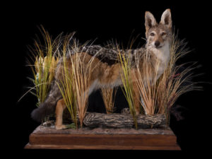 taxidermy-gallery-14