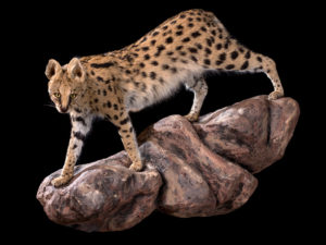 taxidermy-gallery-15