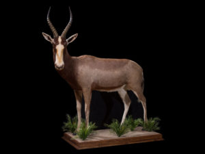 taxidermy-gallery-17