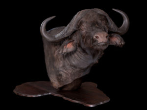 taxidermy-gallery-18