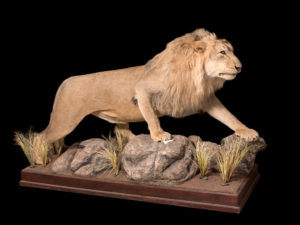 taxidermy-gallery-19