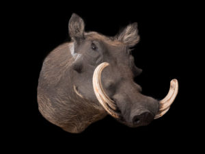 taxidermy-gallery-20