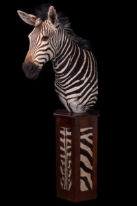 taxidermy-gallery-21