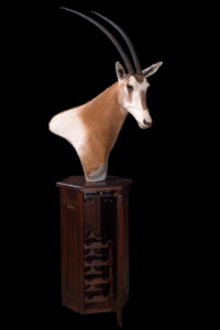taxidermy-gallery-22