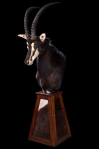 taxidermy-gallery-23