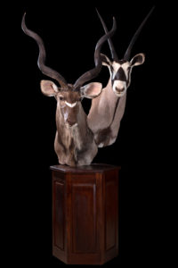 taxidermy-gallery-25