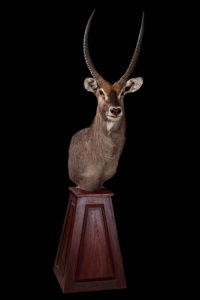taxidermy-gallery-26