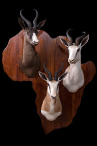 taxidermy-gallery-27