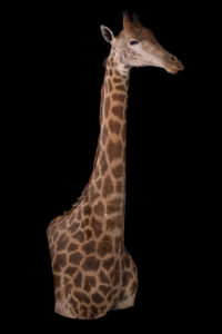 taxidermy-gallery-28
