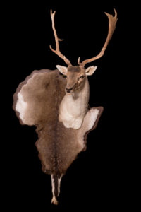 taxidermy-gallery-30