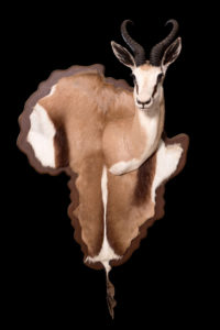 taxidermy-gallery-31