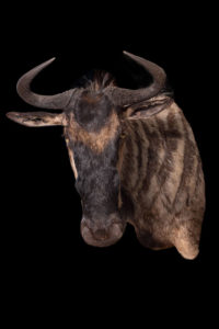 taxidermy-gallery-32