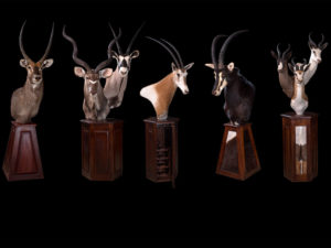 taxidermy-gallery-8
