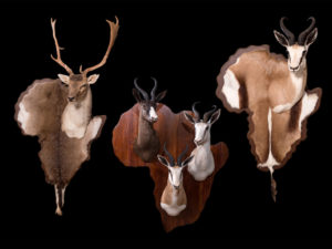 taxidermy-gallery-9